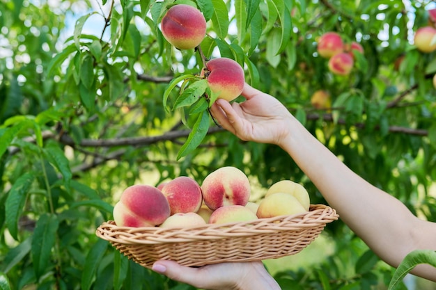 Closeup of female hand picking ripe peaches from tree into basket