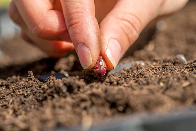 Closeup of female hand planting a seed of red bean in a fertile soi