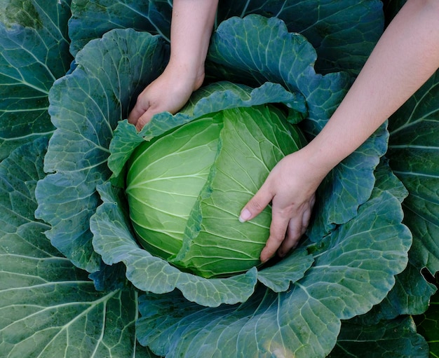 Closeup of female hands that harvest a green fresh large cabbage maturing heads growing in the farm field