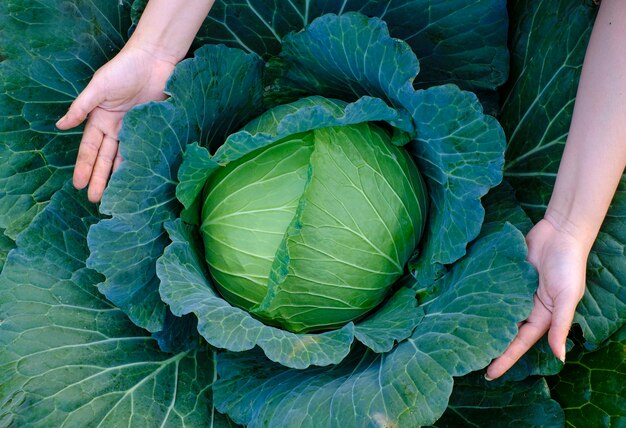 Closeup of female hands that harvest a green fresh large cabbage maturing heads growing in the farm field