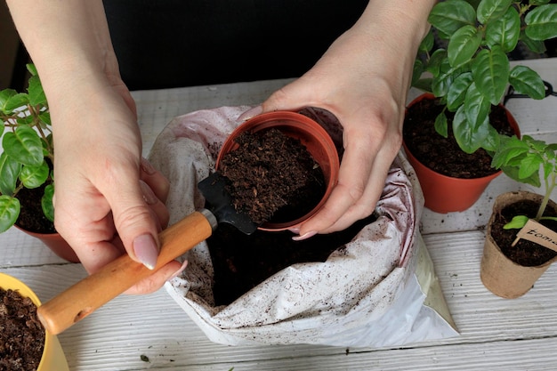 Closeup of female hands with a spatula grount in a pot with soil Planting flowers in the ground Gardeners hand planting flowers in pot with soil l on wooden table