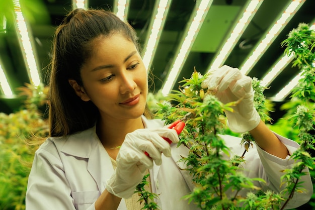 Closeup female scientist cutting gratifying cannabis plant in curative farm