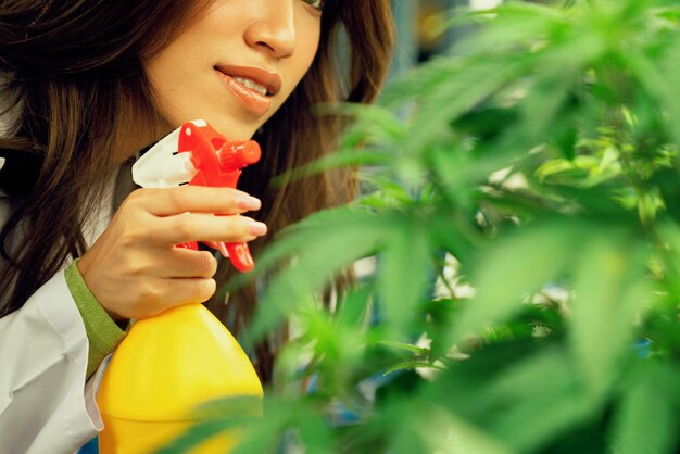 Closeup female scientist farmer using spray bottle on gratifying cannabis plant