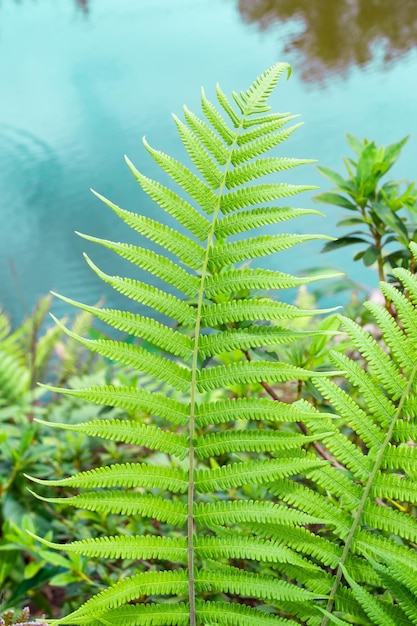 Closeup fern leaf with garden pond background