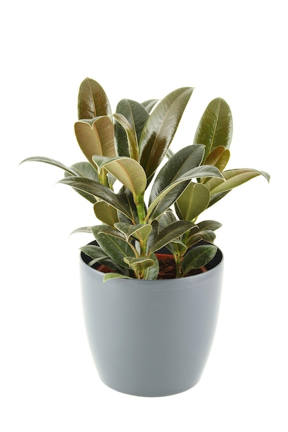 Closeup of a ficus in flowerpot Plant in a pot Isolated on white background