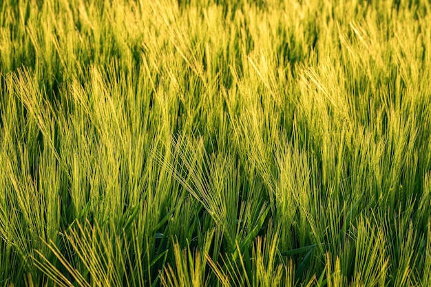 Closeup of the field with young wheat Horizontal shot Selected focus