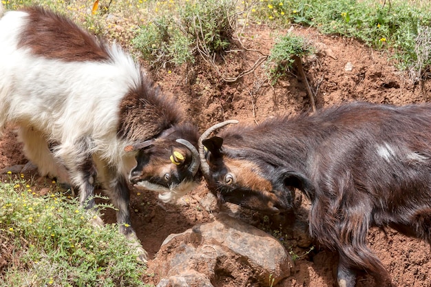 Closeup fight of two goats on a mountainside