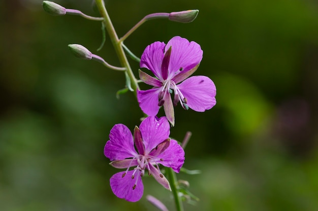 Closeup of fireweed Epilobium blossoms lilac - colored flowers of kopor tea