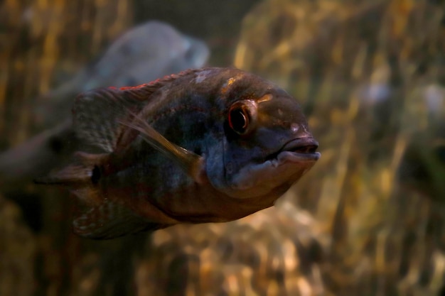 Closeup of a floating dark fish in the water