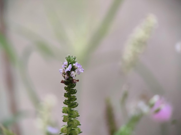 Closeup flower in the field