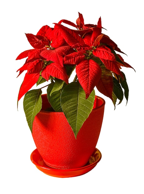 Closeup of a flower in a red pot Red Poinsettias Euphorbia pulcherrima  white background