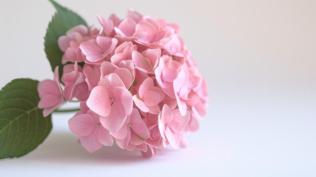 CloseUp of a Flower on a transparent background