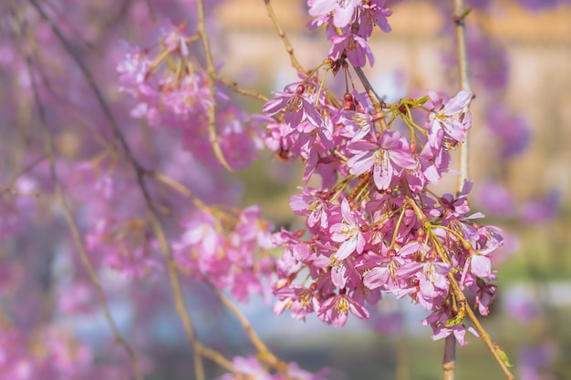 Closeup of a flowering branch Cercis Spring flowering