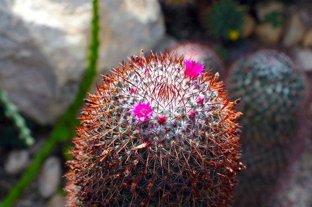 Closeup of a flowering cactus in the wild