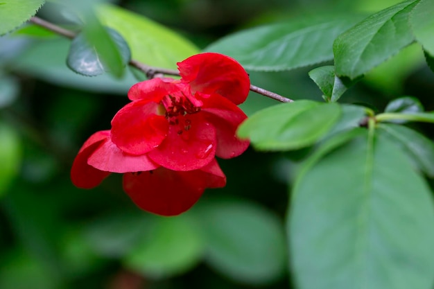 Closeup of flowering of Japanese quince or Chaenomeles japonica tree red flowers on a branch on a blurry background spring and summer background