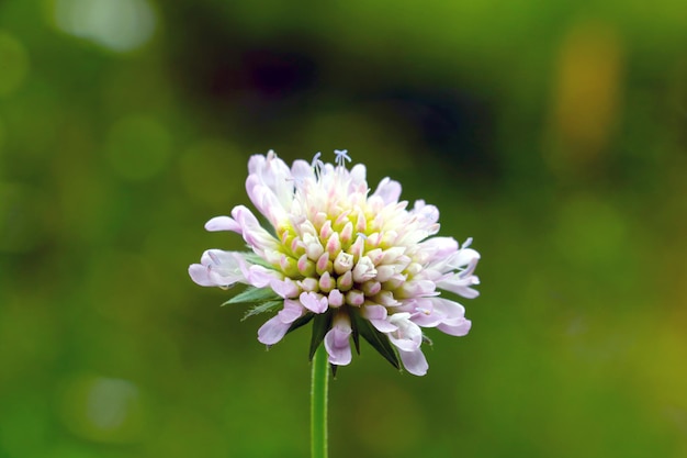 Closeup of a flowering stable in a meadow in the spring