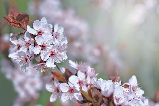 Closeup  on flowers of an ornamental prunus tree  blooming in spring on blur lights background