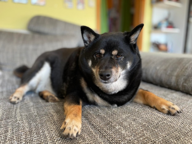 Closeup of the fluffy black adorable Shiba Inu dog laying on the couch