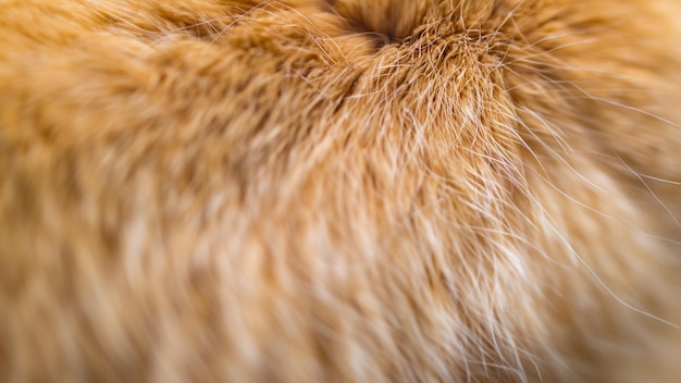 CloseUp of Fluffy Cat Fur with Depth of Field Blur