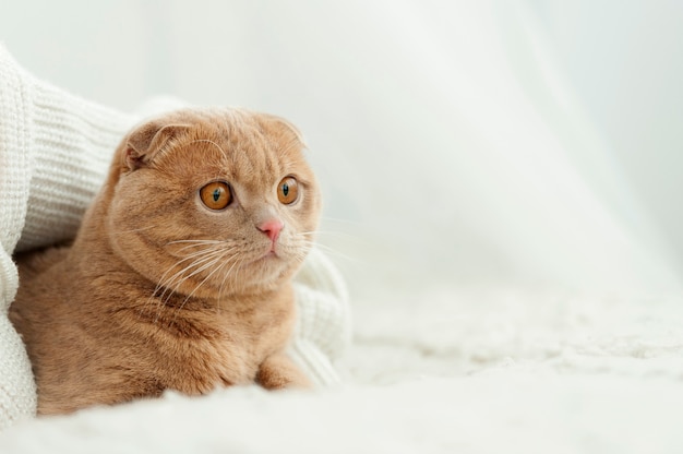 Closeup fluffy ginger cat comfortably settled on bed