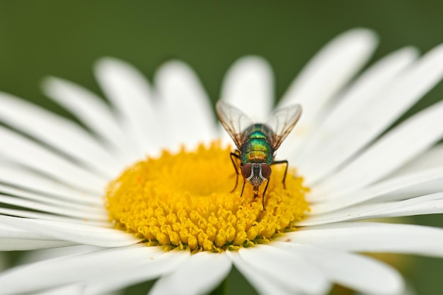 Closeup of a fly feeding of nectar on a white Marguerite daisy flower in a private or secluded home garden Macro and texture detail of common green bottle insect pollination and plant pest control