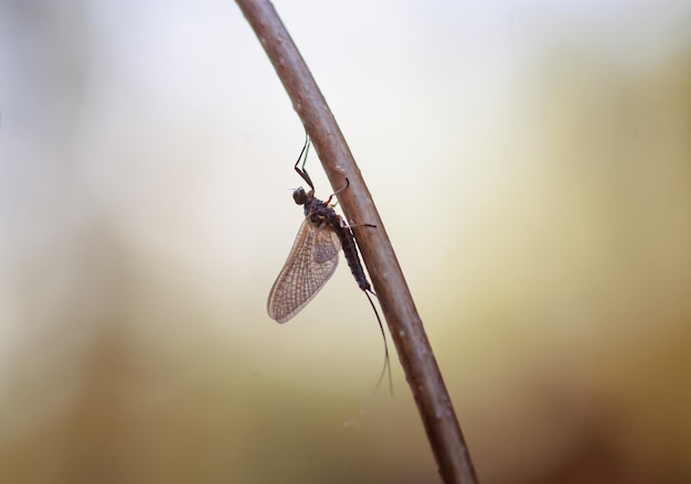 Closeup of a flying insect on a blade of grass mayflies ephemeroptera