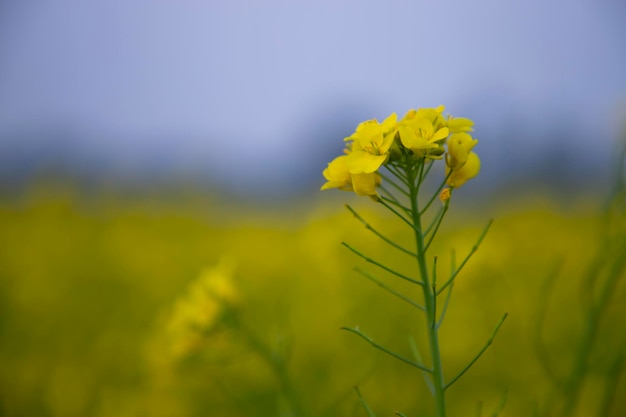 Closeup Focus A Beautiful Blooming Yellow rapeseed flower with blurry background