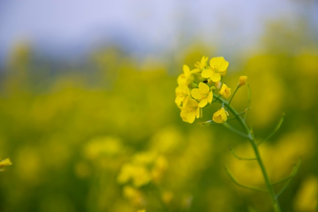 Closeup Focus A Beautiful Blooming Yellow rapeseed flower with blurry background