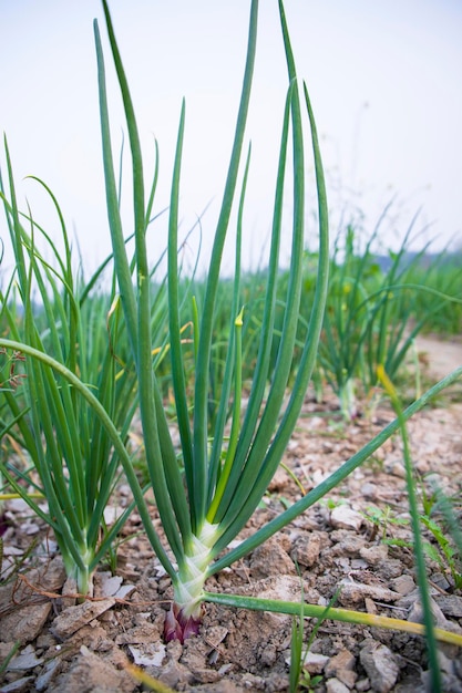 Closeup focus on Green Onion plant in the field