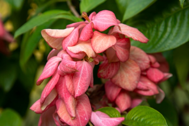 Closeup Focus Pink Dona Queen Sirikit flower on the garden tree branch