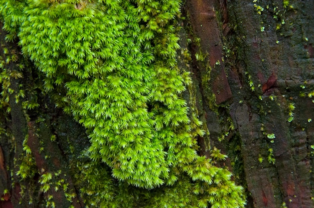 Photo closeup forest verdant ferns green bryophytes