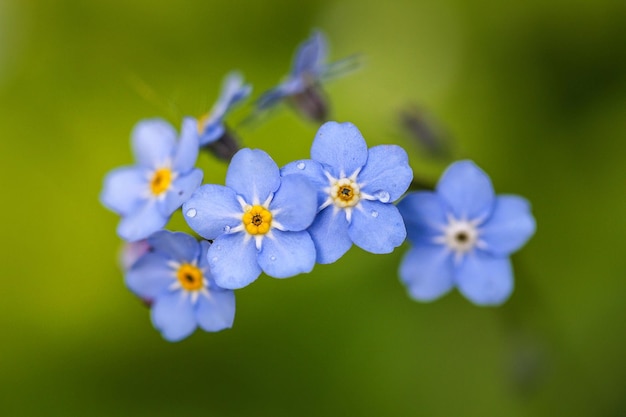 Closeup of forgetmenots flowers with tiny droplets of water