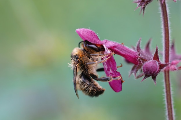 Closeup of a fork-tailed flower bee, Anthophora furcata hanging on a purple flower of hedge woundwort, Stachys sylvatica in the garden