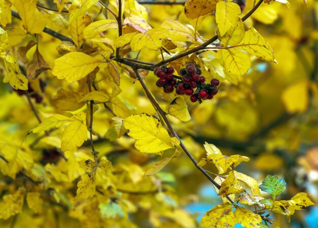 Closeup of fragrant sumac in autumn Latin name Rhus Aromatica Sumac grows in subtropical