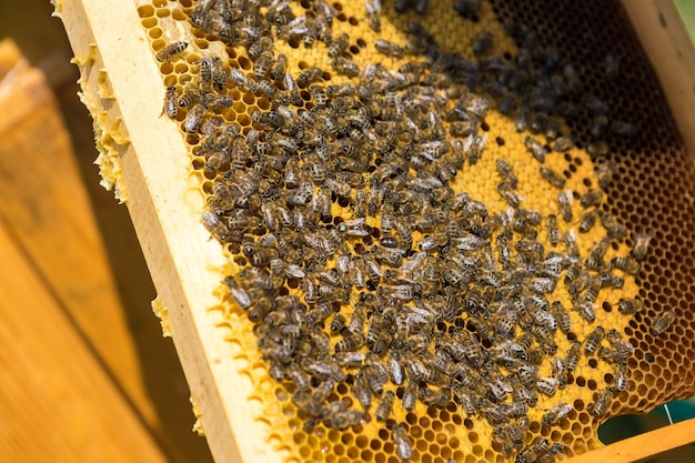 Closeup of a frame with a wax honeycomb of honey with bees on them Apiary workflow