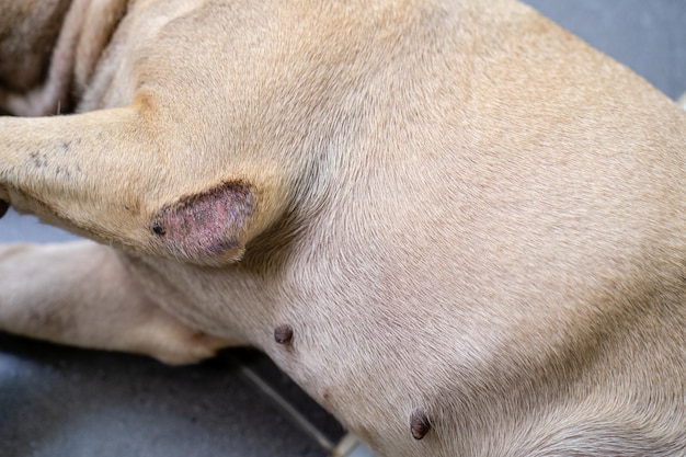 Closeup of a french bulldog with skin allergies lying on the floor