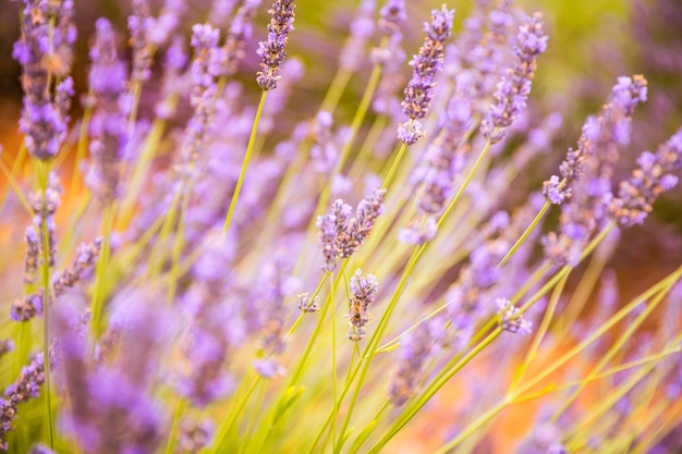 Closeup of French lavender flower field at sunset. Sunset over a violet lavender field in Provence