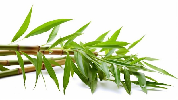 closeup fresh bamboo leaves isolated on white background