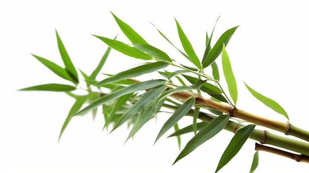 closeup fresh bamboo leaves isolated on white background