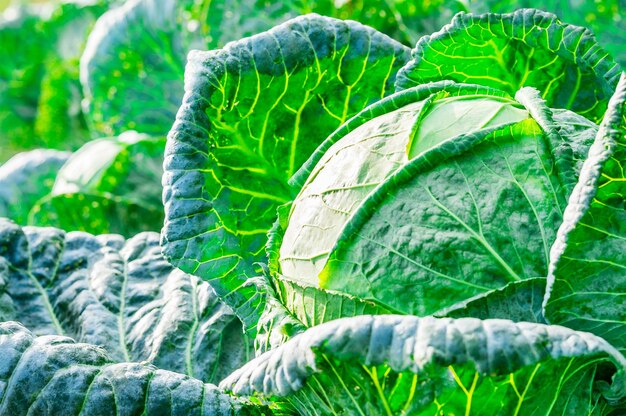 Closeup of fresh cabbage