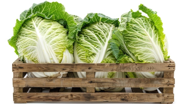 Closeup of fresh Chinese cabbages in a wooden crate isolated on white showcasing vibrant colors and organic goodness