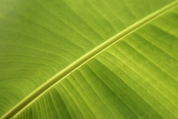 Closeup fresh green banana leaf