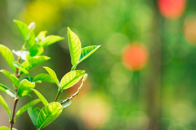 Closeup fresh green leaf, natural greenery plants using as fresh ecology background concept