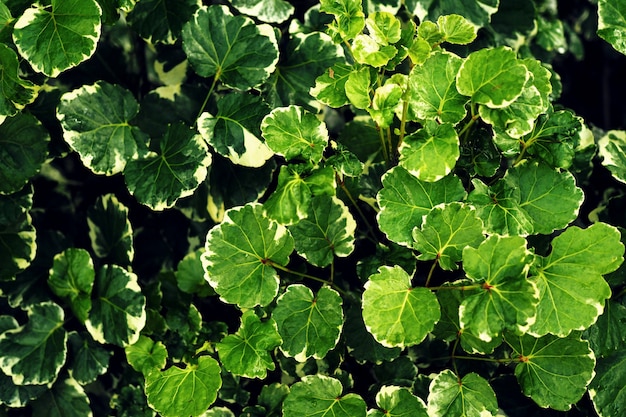 Closeup fresh green leaves