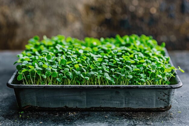 Closeup of fresh green microgreens growing in a black tray