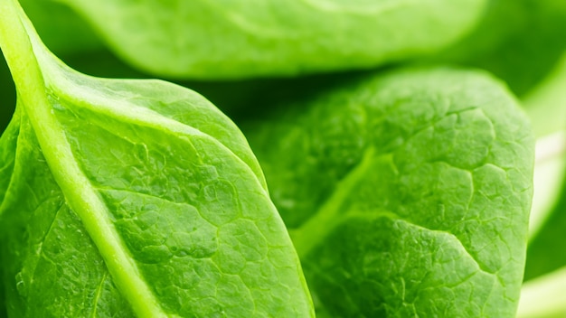 Photo closeup of fresh green spinach leaf with vivid color