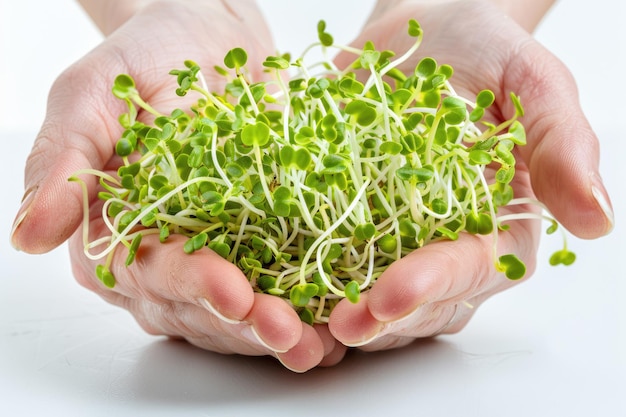 Photo closeup of fresh green sprouts held in cupped hands