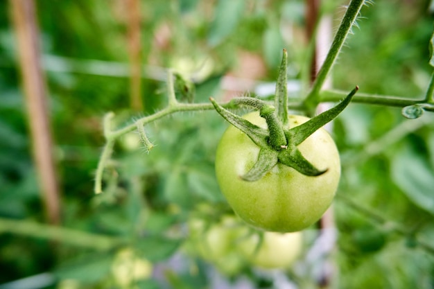 Closeup of fresh green tomatoes growing in the garden