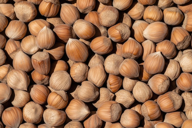 CloseUp of Fresh Hazelnuts in Shell Nutty Background Texture for Healthy Eating and Cooking