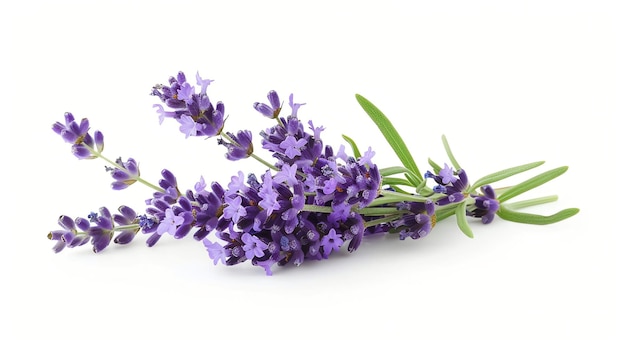 Closeup of fresh lavender flowers and stems isolated on white